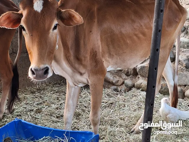 للبيع عجلات حلوات حق تربيه أو لحم زينات ماشاءالله تبارك الرحمن للتواصل على الواتس اب افضل