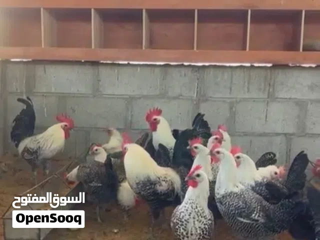 بيض و صيصان فيومي بيور بدون تهجين عمر ثلالث أسابيع و طالع متوفر السلفر الكلاسيك و الألمنيوم محصنات