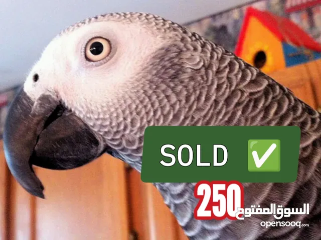 African Grey Parrot and all accessories