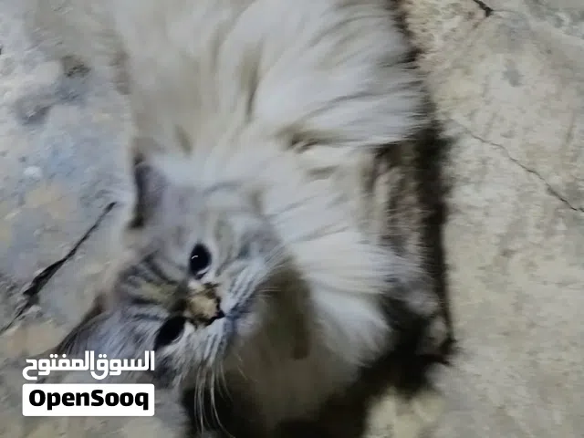 طالبه فحل خطيه انه من اهل القبله