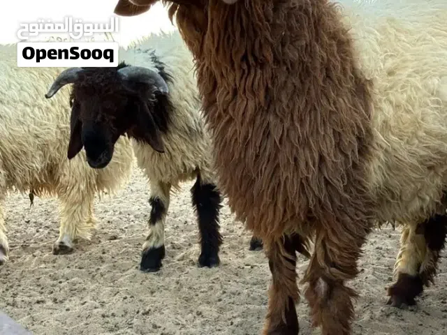 للبيع اضاحي نعيمي