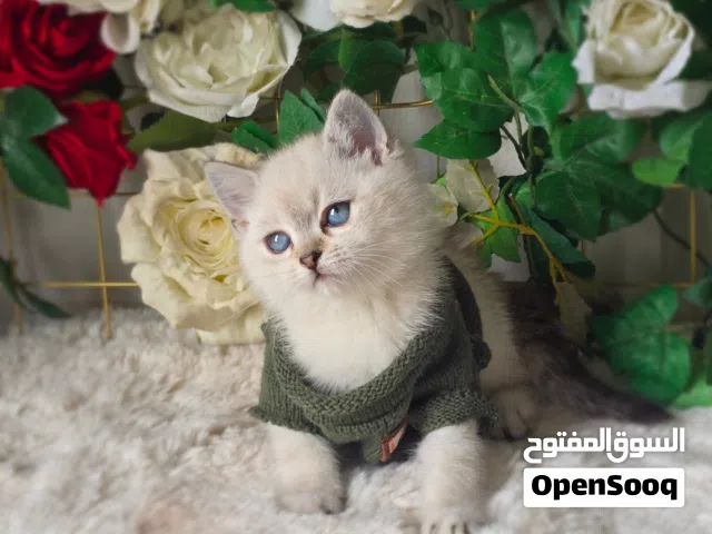 ذكر وانثى ns11 ملقحين