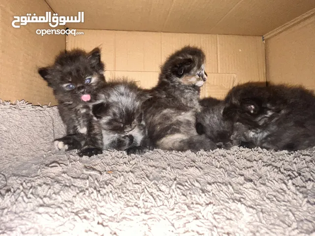 بسه هملايا