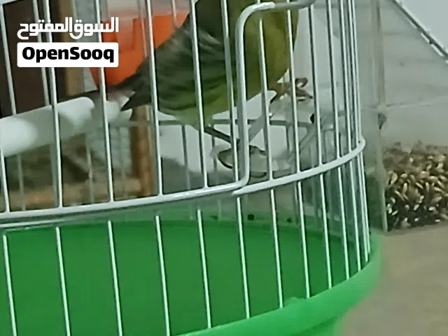 كناري أوربي صفار