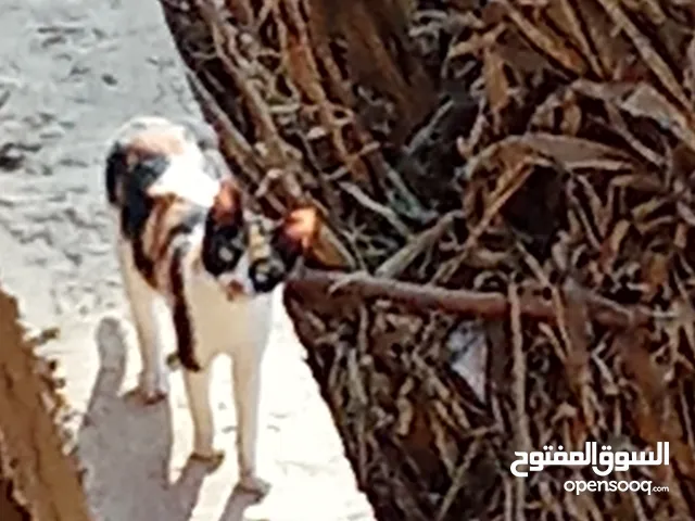 قط متميز من نوعه