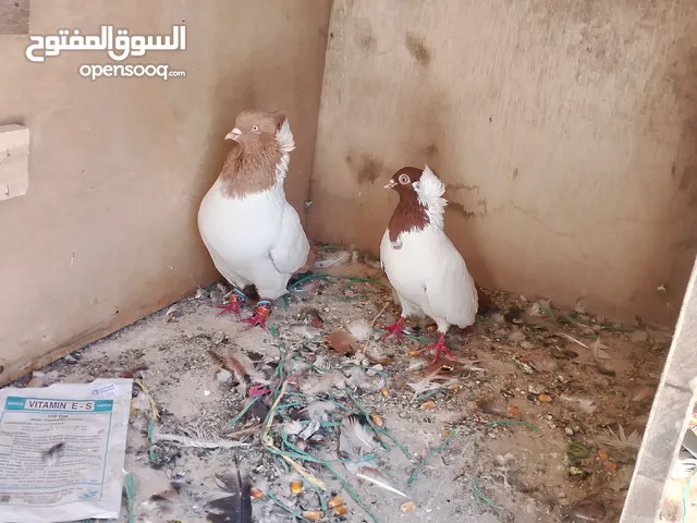 يوجد لدينا جواز حمام للبيع