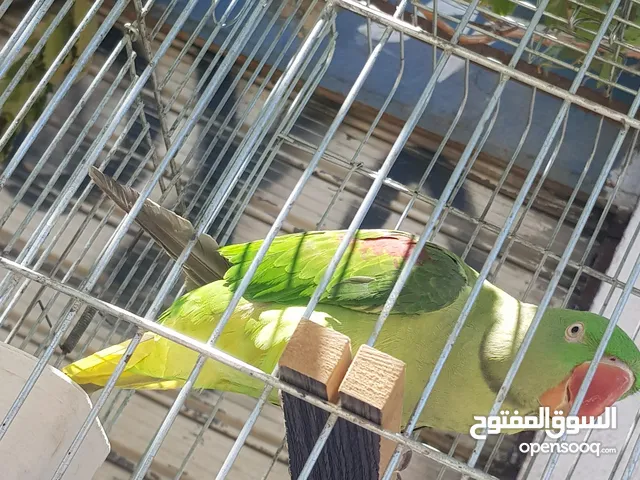 ببغاء كساندرا متكلم ثوب كامل حجم دبل دبل دبل جامبو لعوب بسبح للي خلقه الوان غامقه جميله