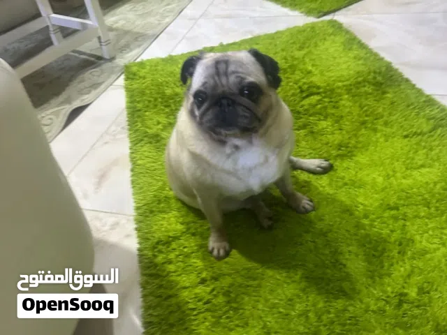 كلب للبيع