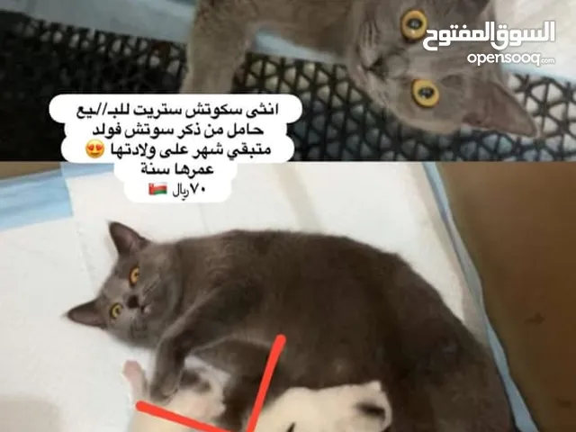 قطة سكوتش ستريت حامل من قط سكوتش فولد نادر الون