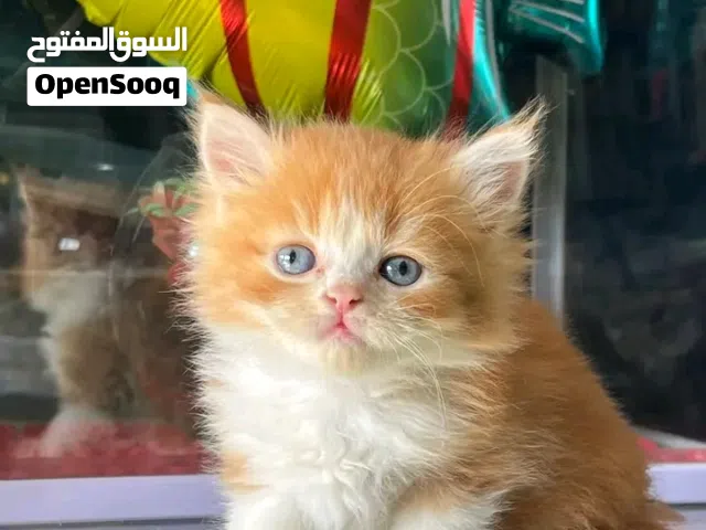 قطط شيرازي