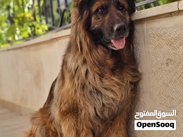 جيرمن شيبرد شو لاين اعلى مستوى