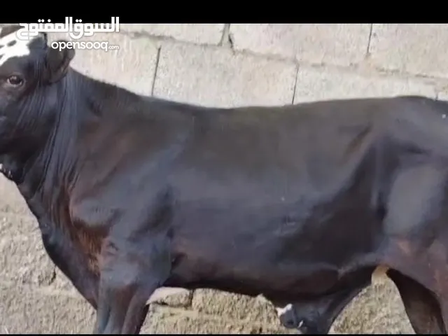 عجال صلاله وأغنام صلاله واقرا الوصف تحت