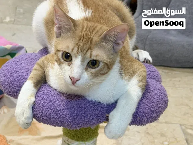كيتن للتبني البرتقالي ذكر و البيضا انثى