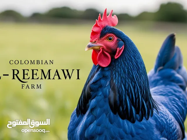 دجاج فيومي ذهبي