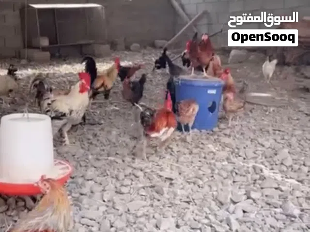 دجاج بياض للبيع جمله