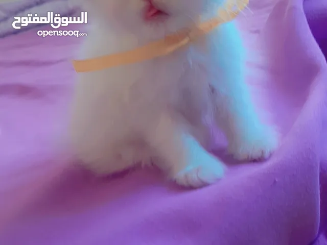 كتن هملايا