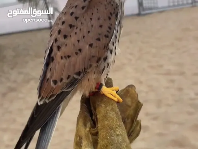 بذوار ربيب صحته متميز يعرف فري حمام يربوع