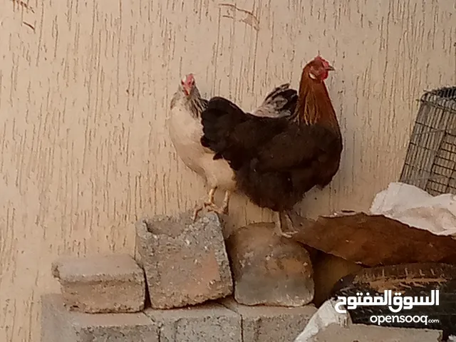زوز دجاجات