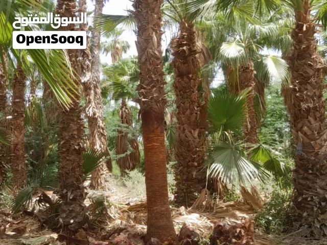 اشجار نخيل جميع الاطوال زينه ومثمر من مزارعنا مباشره كفاله سنتين مع متابعه وإرشادات