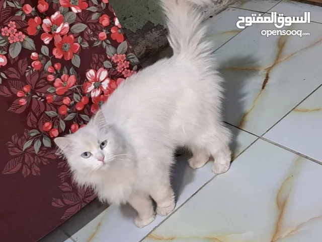 قطة انثى بيضاء عيون زرقاء للتبني