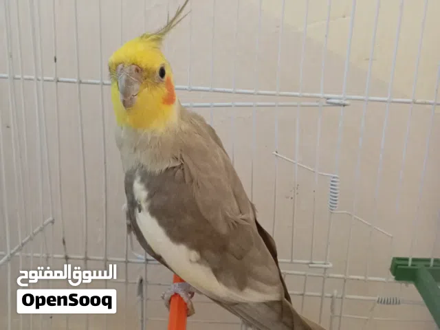 السلام عليكم الله يبارك اخر طرف ذكر كوكتيل حبشي الطير محلي السعر 120 المكان مصراته