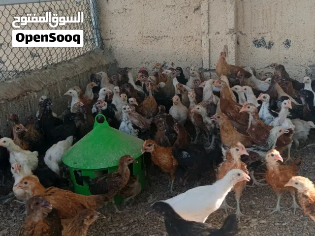 دواجن محليه العمر شهر ونص الحبه 500 بيسه