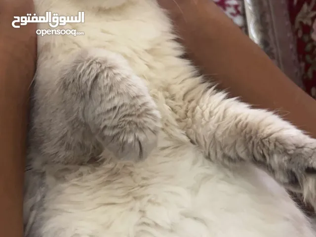 قط هملايا