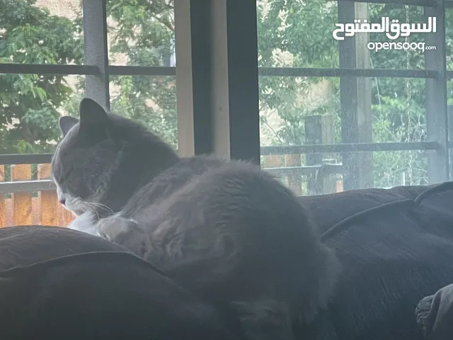 قط مكس ماين كون بريتش