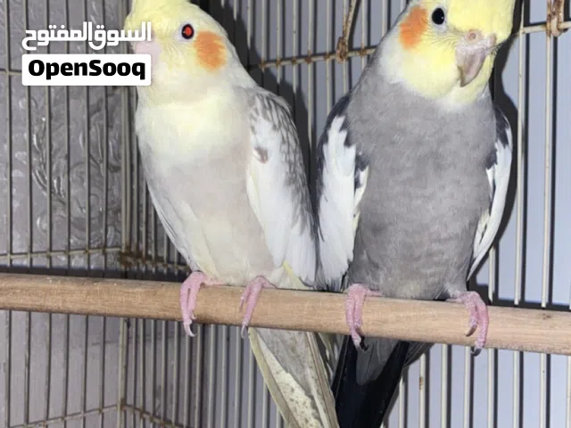 زوج كوكتيل Cocktail pair