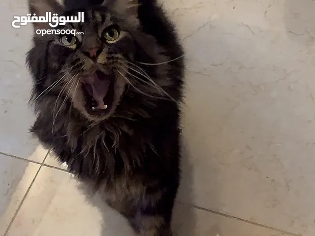 Maine COON / Male - black and brown rare ماين كون نادر