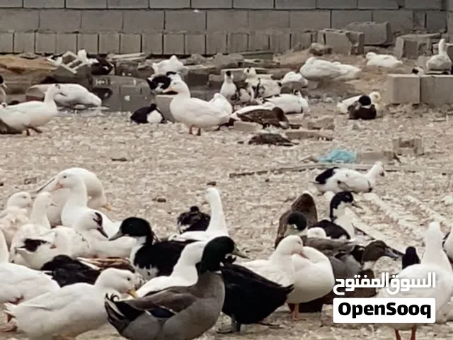 بش عربي بش عربي