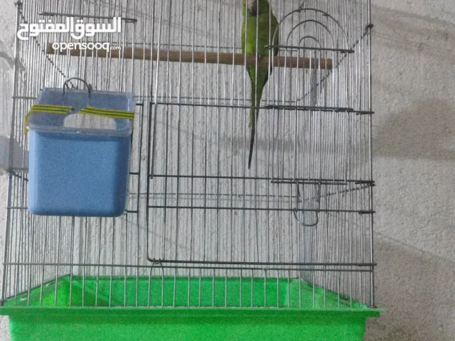 بغبغا دره للبيع وحشي