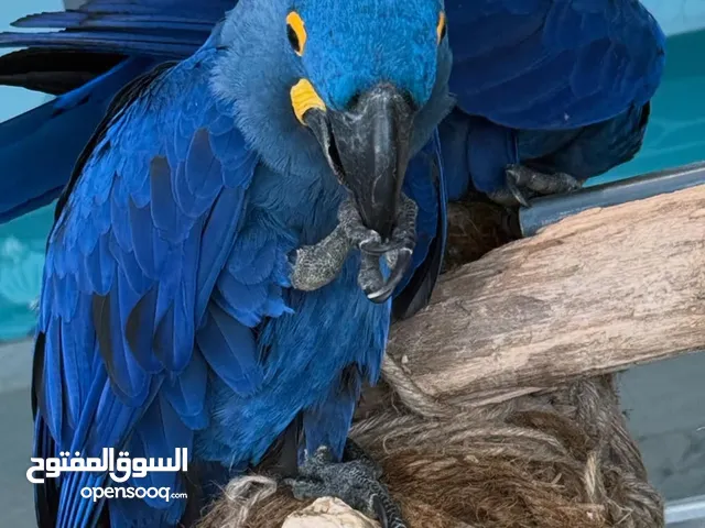 Hyacinth Macaw parrots Available