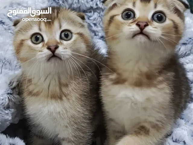 قطط سكوتش فولد + ستريت الوان مختلفه واعمار مختلفه الاسعار من ابتداء من 70ل 120 اناث وذكور اهالي