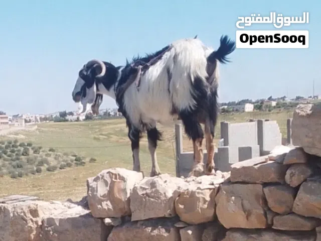 عنز أضحية للبيع وسوم عند الغانمين