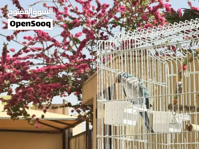 كويكر مخوص ربي يبارك نص ترويض لون ربي يبارك