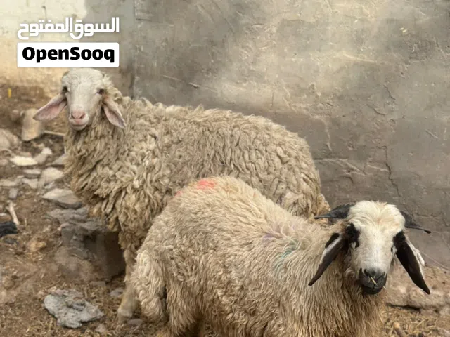 خروف للبيع ذكر لعيد الاضحى في التنومة على الكورنيش قرب جسر الحديد قرب مول شط العرب