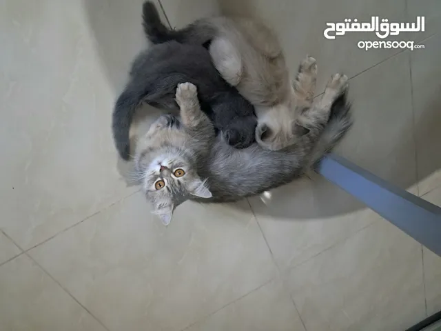 شانشيلا سكني مع بنات 2 سكوتش سكني وشانشيلا