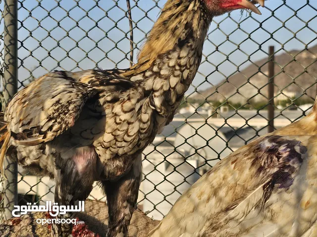 ديج مستوا قوي