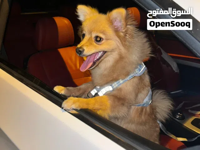 بومرينيان لعوب مطعم