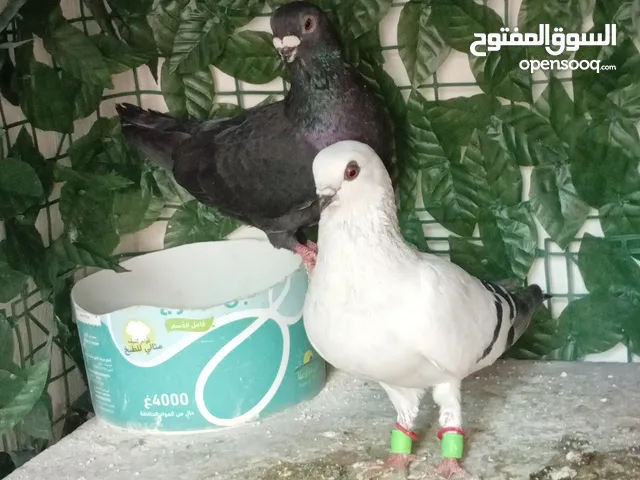 حمام للبيع