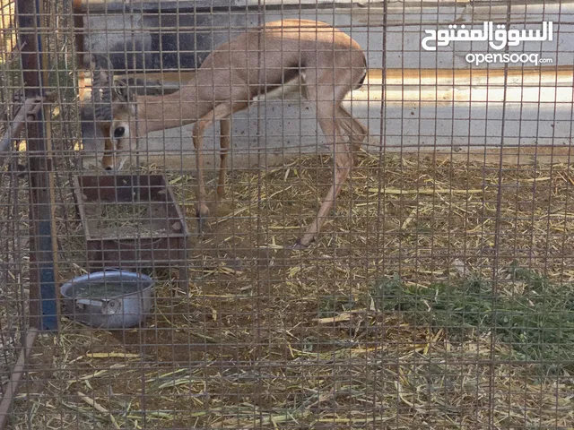 ذكر ديماني للبيع