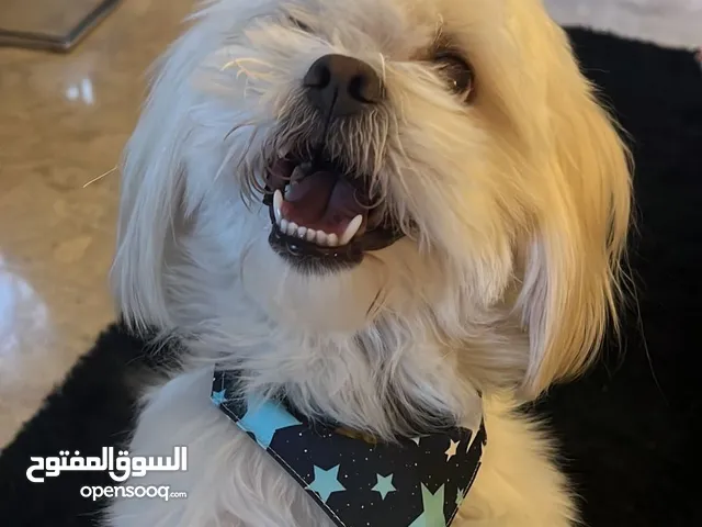 كلب مالتيز ابيض