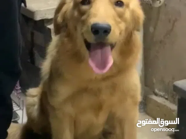 جرو جولدن 5 شهور للبيع او للبدل ب عصافير