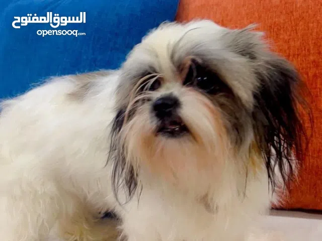 كلب شيتزو  للبيع