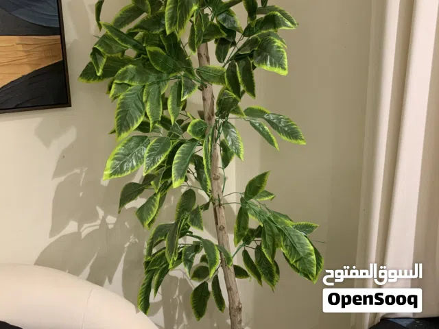 كنبتين وبنتة جانبية