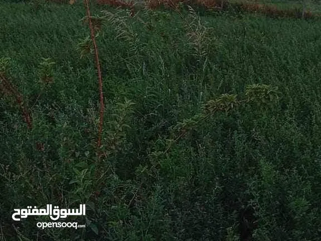 1 Bedroom Farms for Sale in Baghdad Al-Dowanem