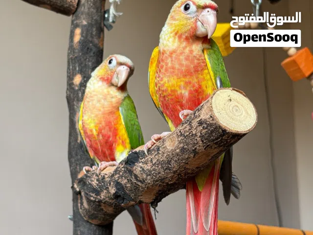 ببغاء كنيور باينابول هاي ريد