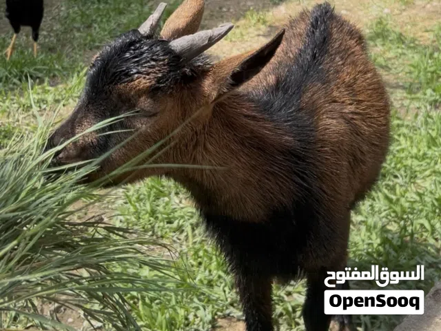 ماعز قزم زينه ذكر للبيع او المراوس حسب الرغبه اليف جدا يلعب مع الاطفال ذاناته ورقه كرونه 11