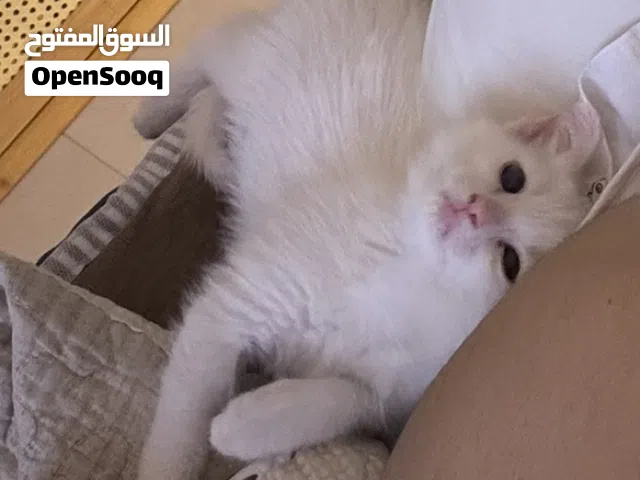 قطة للتبني ، شيرازي عمرها شهرين